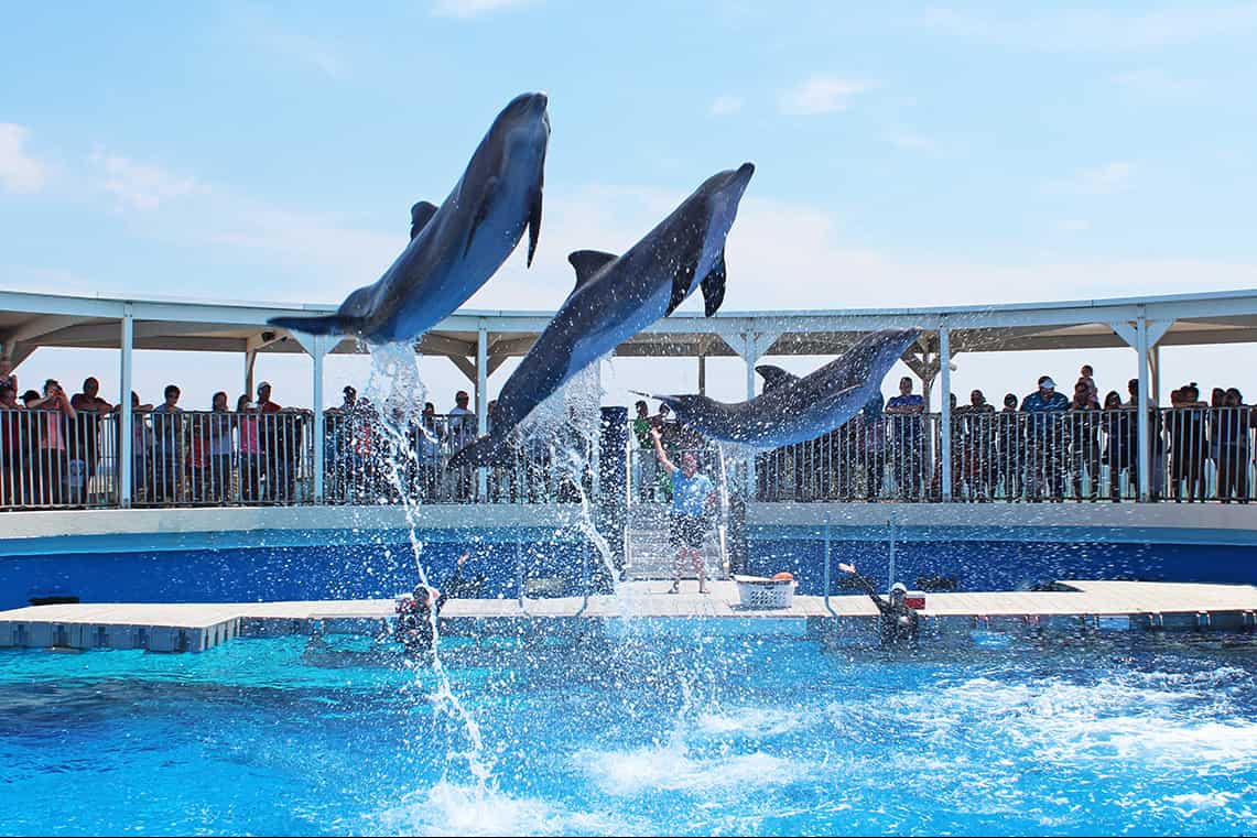 Dolphin Show, The Gulfarium Marine Adventure Park