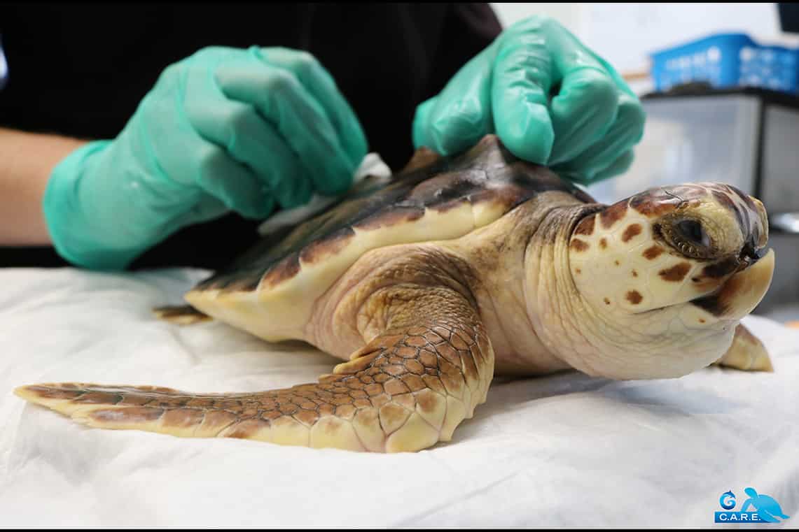 Sorkel the Turtle Receives Care at the C.A.R.E. Center, The Gulfarium Marine Adventure Park